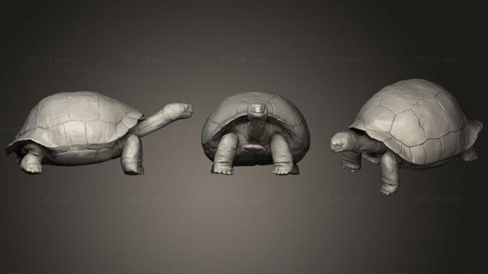 Статуэтки животных (Галапагосская черепаха, STKJ_0987) 3D модель для ЧПУ станка